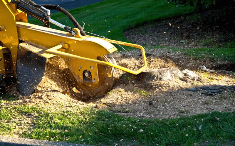 oak-tree-stump-grinding-in-action